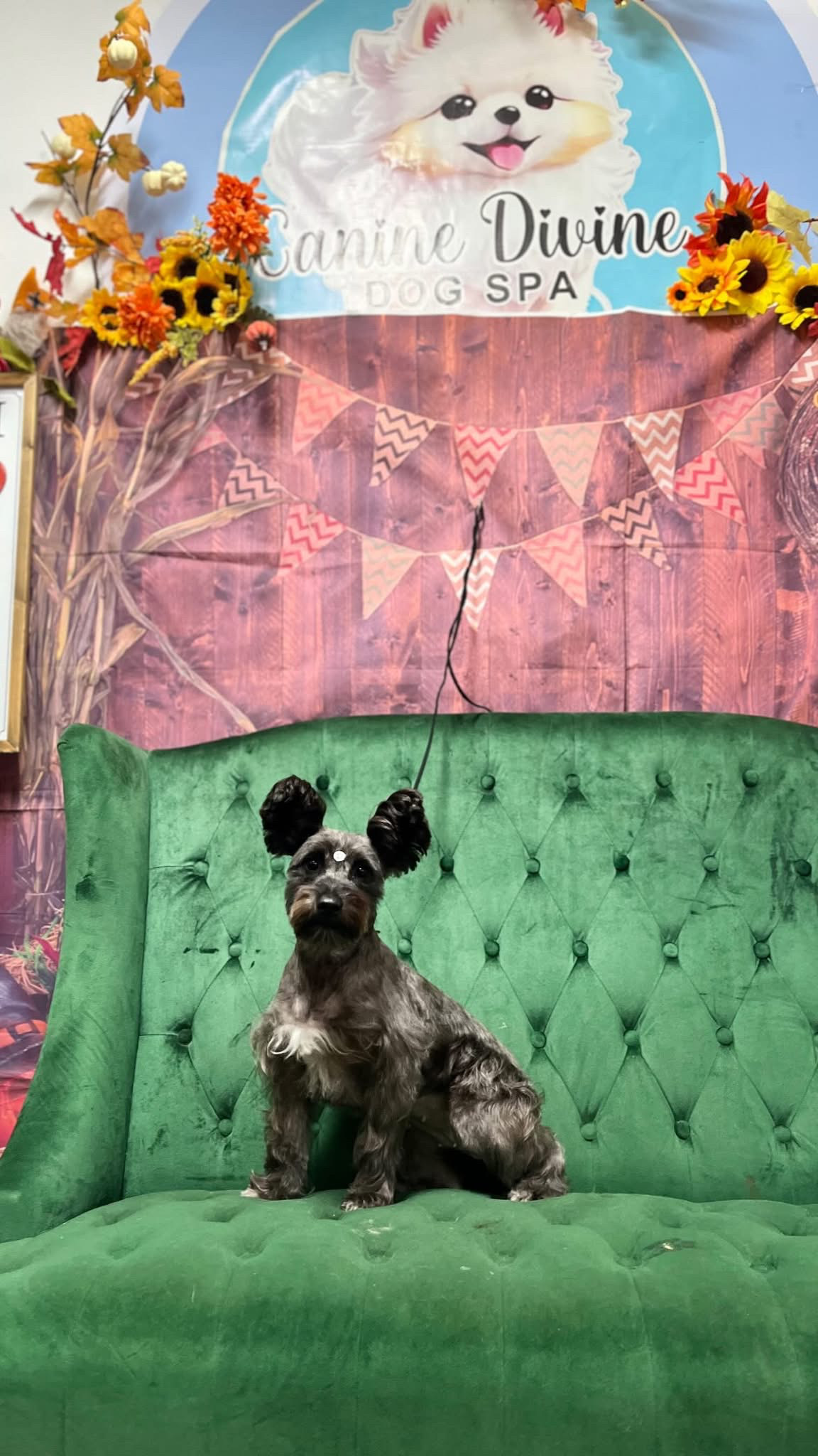 Business-attributed listing photo showing a small dog seated inside the Canine Divine dog spa setting.