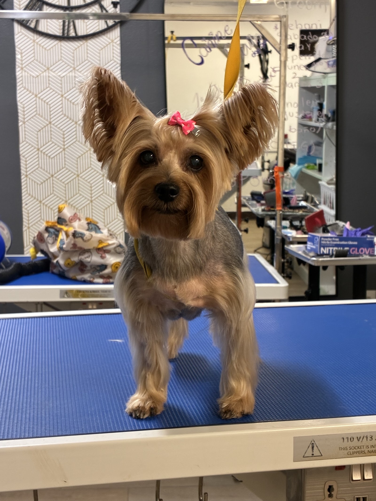 Business-attributed listing photo of a groomed small dog standing on a grooming table.