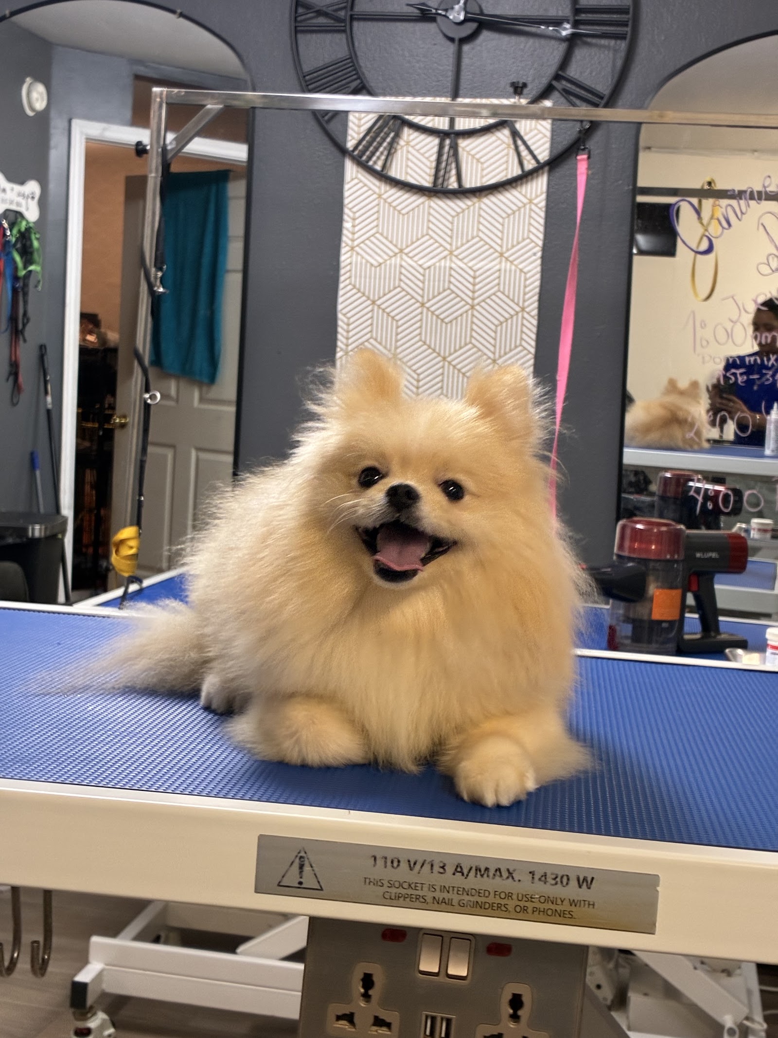 Business-attributed listing photo of a fluffy cream-colored dog on a grooming table.