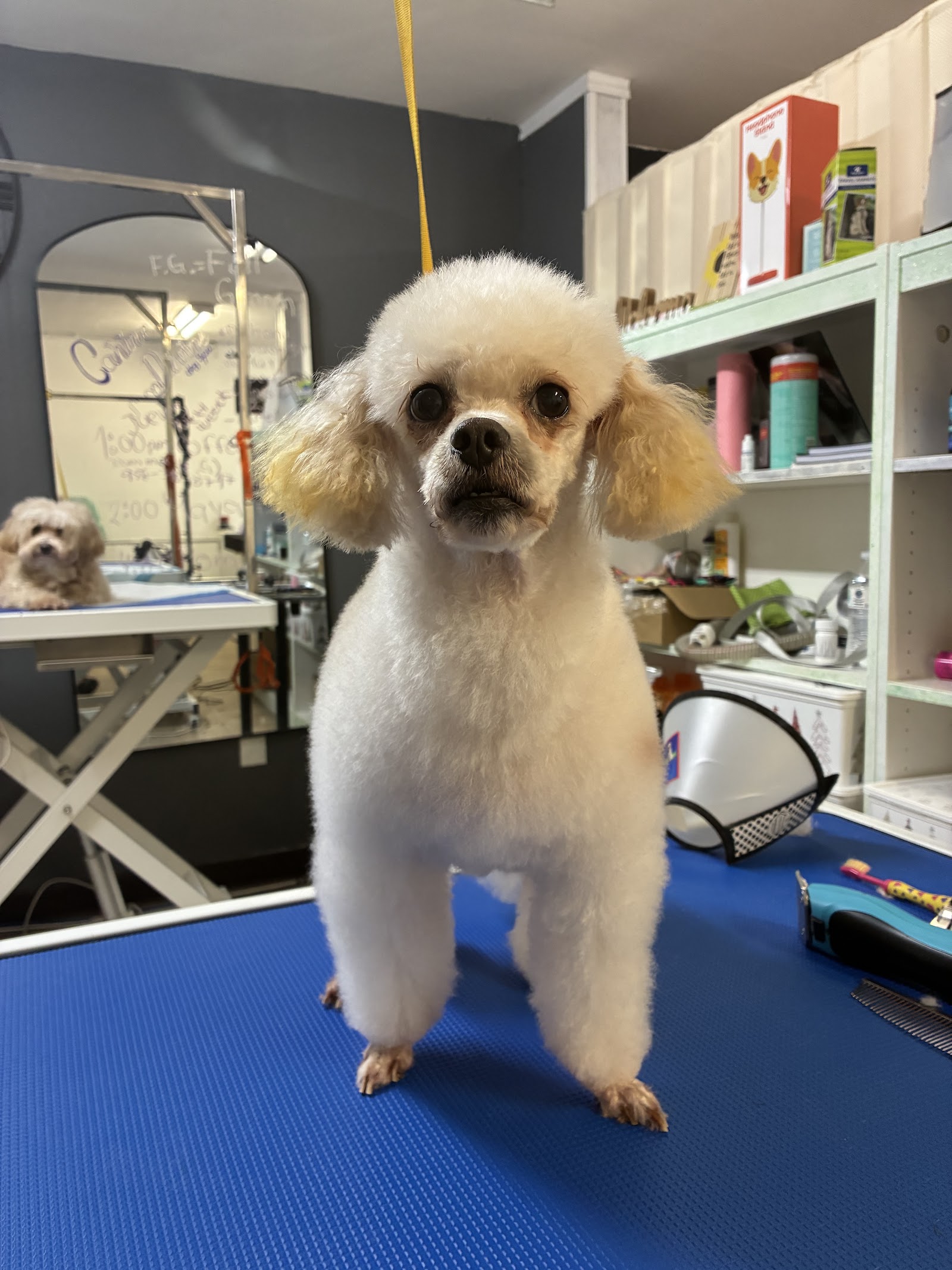 Business-attributed listing photo of a freshly groomed white dog.